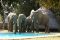 elephant drinking at pool