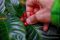 Harvesting coffee beans near Monteverde Cloud Forest Reserve, Costa Rica