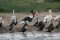 kazinga cruise birds