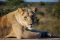 Lioness in Botswana