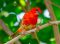 nativebird