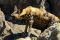 Wild dog, Selous / Nyerere, Tanzania