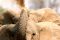 shenton_safaris-agata_passoni-20