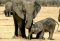 Elephants digging for water in Ruaha, Tanzania