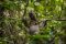 Sloth in the Peruvian Amazon