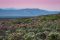 Fynbos on the Whale Coast, South Africa