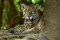 Jaguar in Brazil’s Pantanal