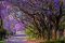 Jacaranda trees in Pretoria, South Africa