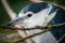 Black-crowned night heron, Costa Rica