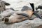 Seal on Skeleton Coast, Namibia
