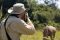 shutterstock_1310538776 Safari photographer man walking in tall grass with rhino HartSmith