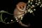 shutterstock_132955724 – Ryan M. Bolton – Brown mouse lemur