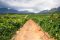 Winelands South Africa