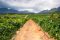 Vineyard at Stellenbosch, Cape winelands, South Africa
