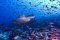 Swimming with turtles in the Galapagos Islands