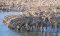 Zebras in Etosha National Park, Namibia
