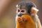 Squirrel monkey, Costa Rica