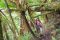 shutterstock_149574845 Dmitry Burlakov – Woman hiking through lush green jungle in Bolivia