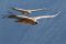 shutterstock_1549908065 – Peru, condors at Colca. By Jens Goos