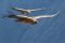 Condors at Colca Canyon, Peru
