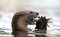 Giant River Otter, Brazil