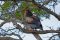 Bateleur eagle, Liuwa Plains National Park, Zambia