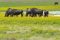 Wildebeest in summer flowers on Liuwa Plains, Zambia.