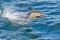 Dolphin off the Whale Coast near Hermanus, South Africa