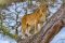 Tree-climbing lion, Africa