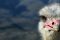 Ostrich Oudtshoorn