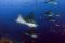 Manta rays in the Galapagos Islands