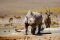 Rhino in Etosha, Namibia