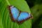 Blue morpho butterfly, Costa Rica