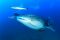 Diving in the Galapagos Islands