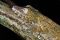 leaf-tailed gecko