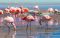 Flamingos on Laguna Colorado, Bolivia