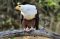 Fish eagle, Lower Zambezi National Park, Zambia