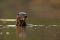 shutterstock_351667169 – gian otter, Pantanal – Ondrej Prosicky – lighter