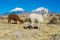 shutterstock_352196651 Elisa Locci – Alpacas and twin volcanos Parinacota and Pomerape in Sajama National Park, Bolivia