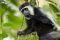 Black and white colobus monkey, Arusha National Park, Tanzania