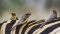 Oxpeckers on a zebra, Kruger, South Africa