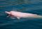 Pink river dolphin