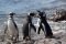 Magellanic penguins, Argentina