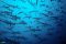 A shoal of hammerhead sharks, Galapagos Islands
