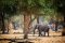 Elephant in Lower Zambezi National Park, Zambia