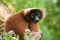 Red-ruffed lemur