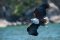 shutterstock_680292646 African Fish Eagle Dave Montreuil
