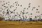 Walking among open-billed storks, Busanga Plains, Zambia