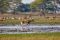Lechwe on Busanga Plains, Kafue National Park, Zambia