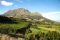 Vineyard near Franschhoek, Cape winelands, South Africa
